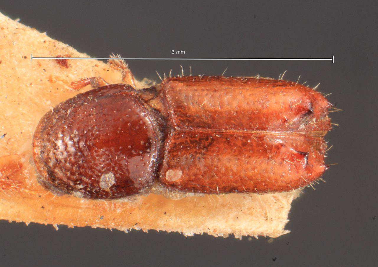 Genus / Species: Pityogenes irkutensis irkutensis | Image Author: TH Atkinson | Location: Russia, East Siberia, Irkutsk | Image Type: lectotype | Collection: Entomology