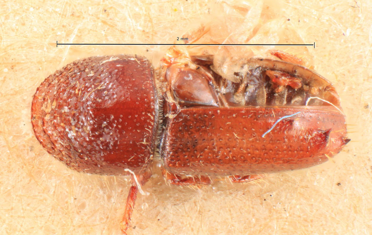 Genus / Species: Pityogenes saalasi | Image Author: TH Atkinson | Location: Finland, Kirchspiel Kittilä | Image Type: lectotype | Collection: Entomology