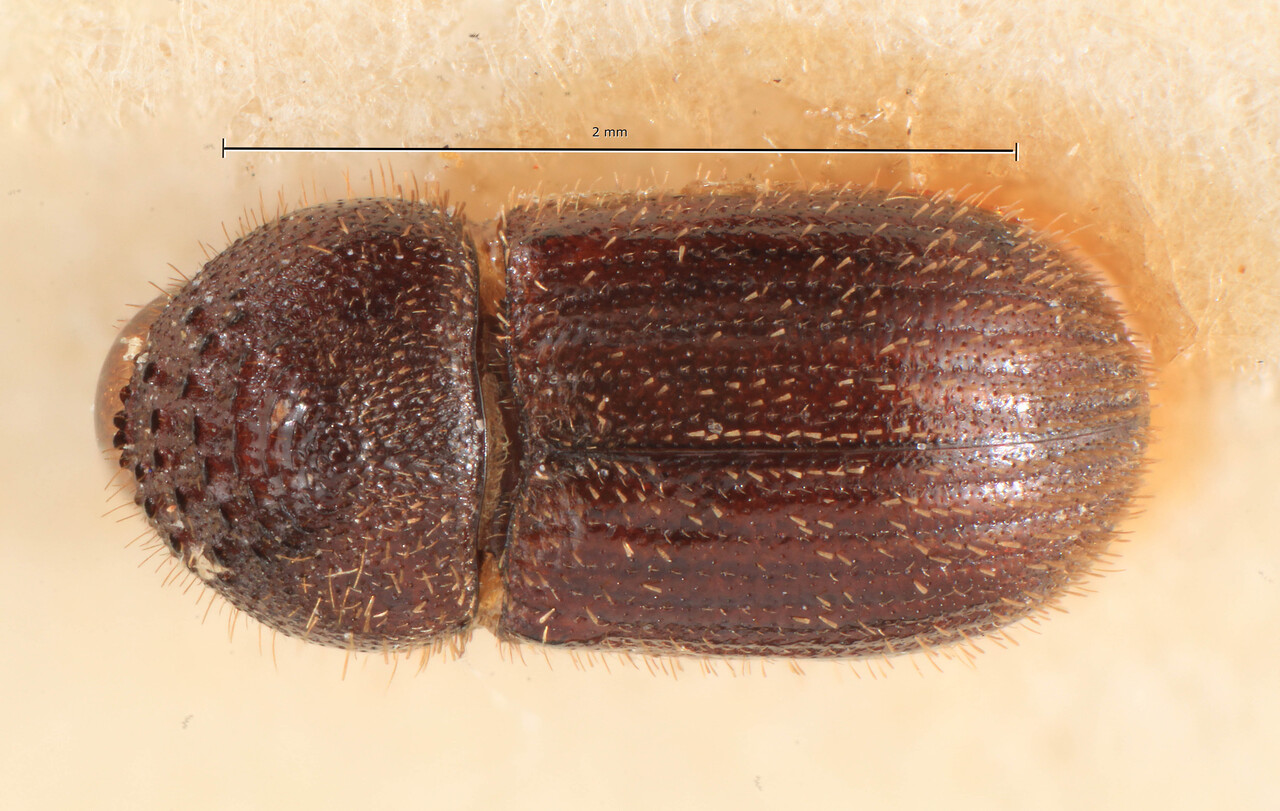 Genus / Species: Hypothenemus morio | Image Author: TH Atkinson | Location: Zaire, Lusambo | Image Type: lectotype | Collection: Entomology