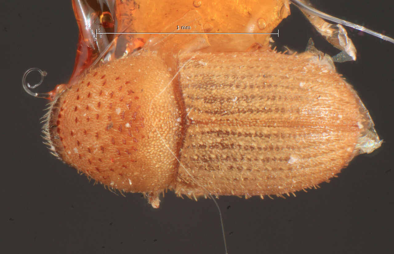 Genus / Species: Cryphalus similis | Image Author: TH Atkinson | Location: Tanzania, S.O. Usagara | Image Type: lectotype | Collection: Entomology