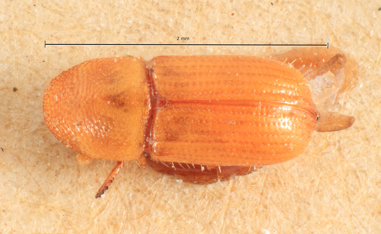 Genus / Species: Cyrtogenius alternatus | Image Author: TH Atkinson | Location: Indonesia, Sumatra, Sumatra | Image Type: holotype | Collection: Entomology