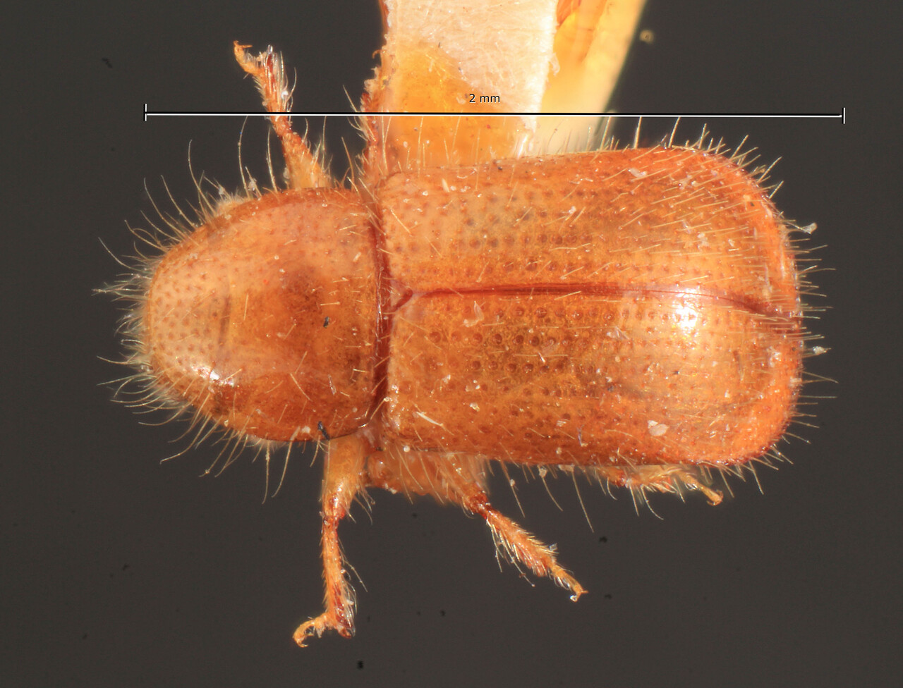Genus / Species: Coccotrypes depressus | Image Author: TH Atkinson | Location: Phillipines, Luzon, Luzon, Laguna, Mt. Maquiling | Image Type: holotype | Collection: Entomology