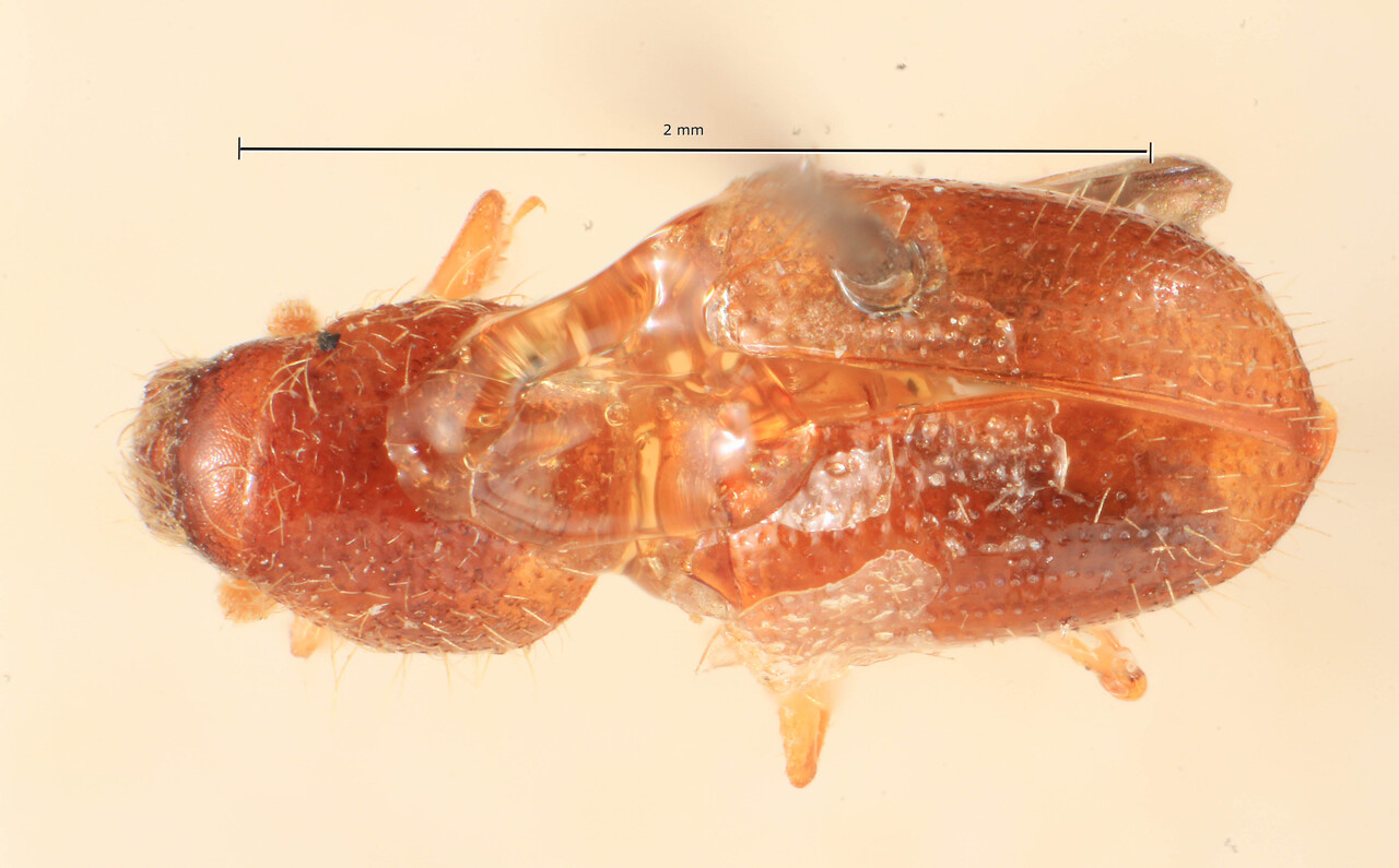 Genus / Species: Coccotrypes longicollis | Image Author: TH Atkinson | Location: Papua New Guinea, Maifluss | Image Type: holotype | Collection: Entomology