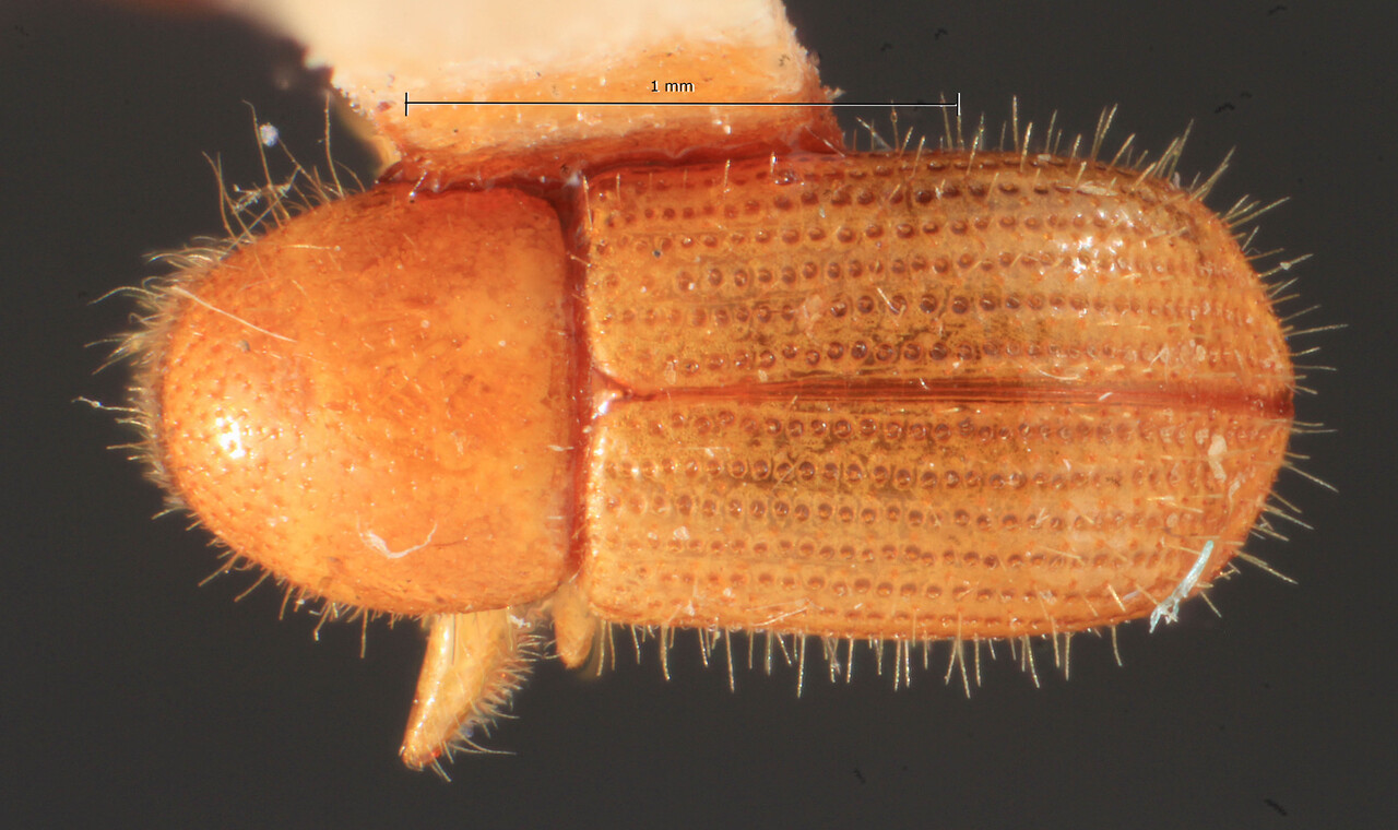 Genus / Species: Coccotrypes tahitensis | Image Author: TH Atkinson | Location: Phillipines, Luzon, Luzon, Laguna, Mt. Maquiling | Image Type: holotype | Collection: Entomology