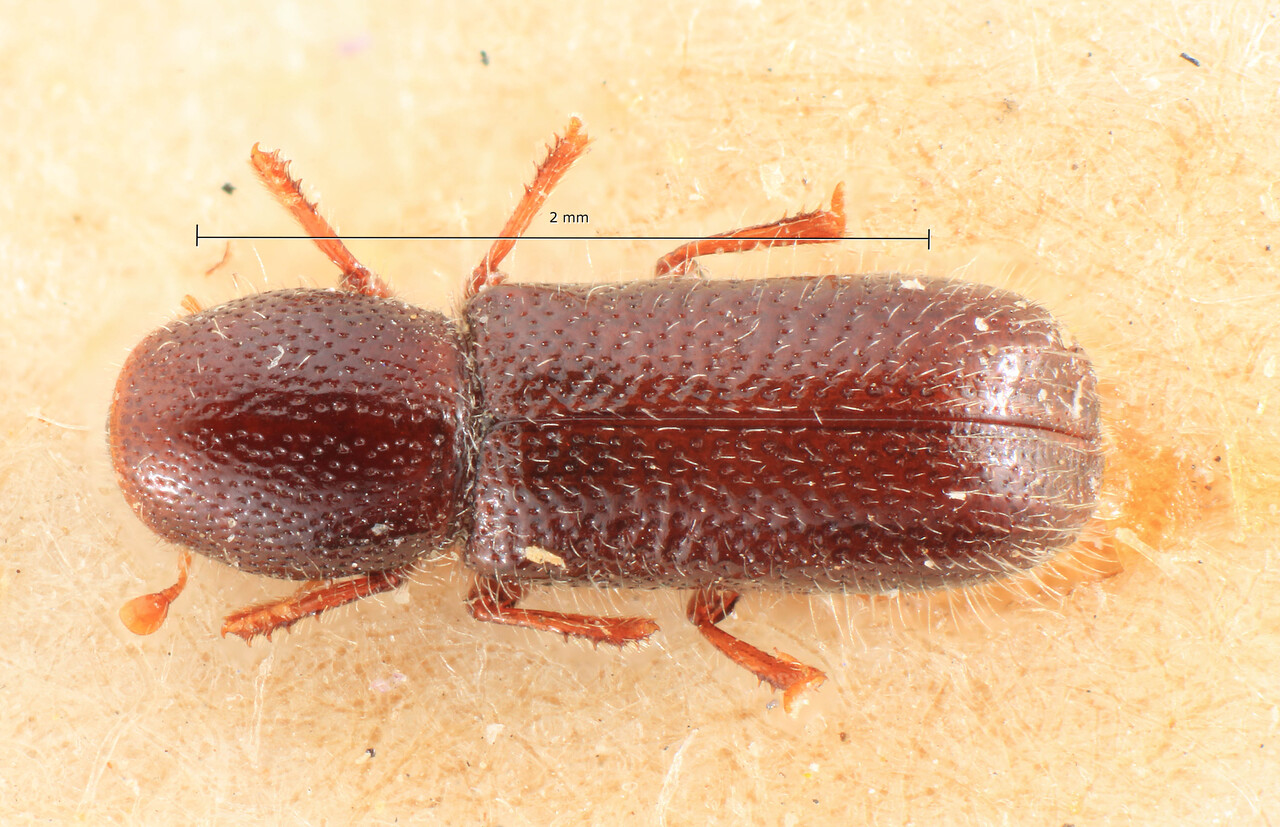 Genus / Species: Thamnurgus euphorbiae | Image Author: TH Atkinson | Location: Italy, Sicily, Sicily (region / admin. unit) | Image Type: lectotype | Collection: Entomology