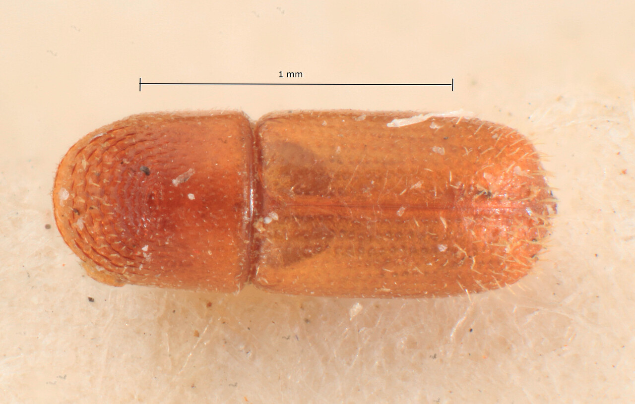 Genus / Species: Pityophthorus imitans | Image Author: TH Atkinson | Location: Tanzania, Amani | Image Type: lectotype | Collection: Entomology