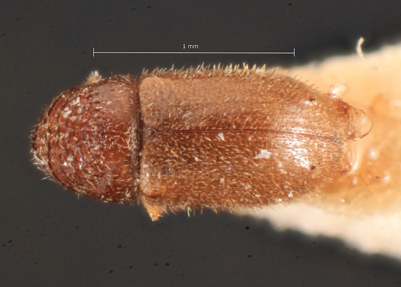 Genus / Species: Trypophloeus binodulus | Image Author: TH Atkinson | Location: Ukraine, Klana | Image Type: lectotype | Collection: Entomology