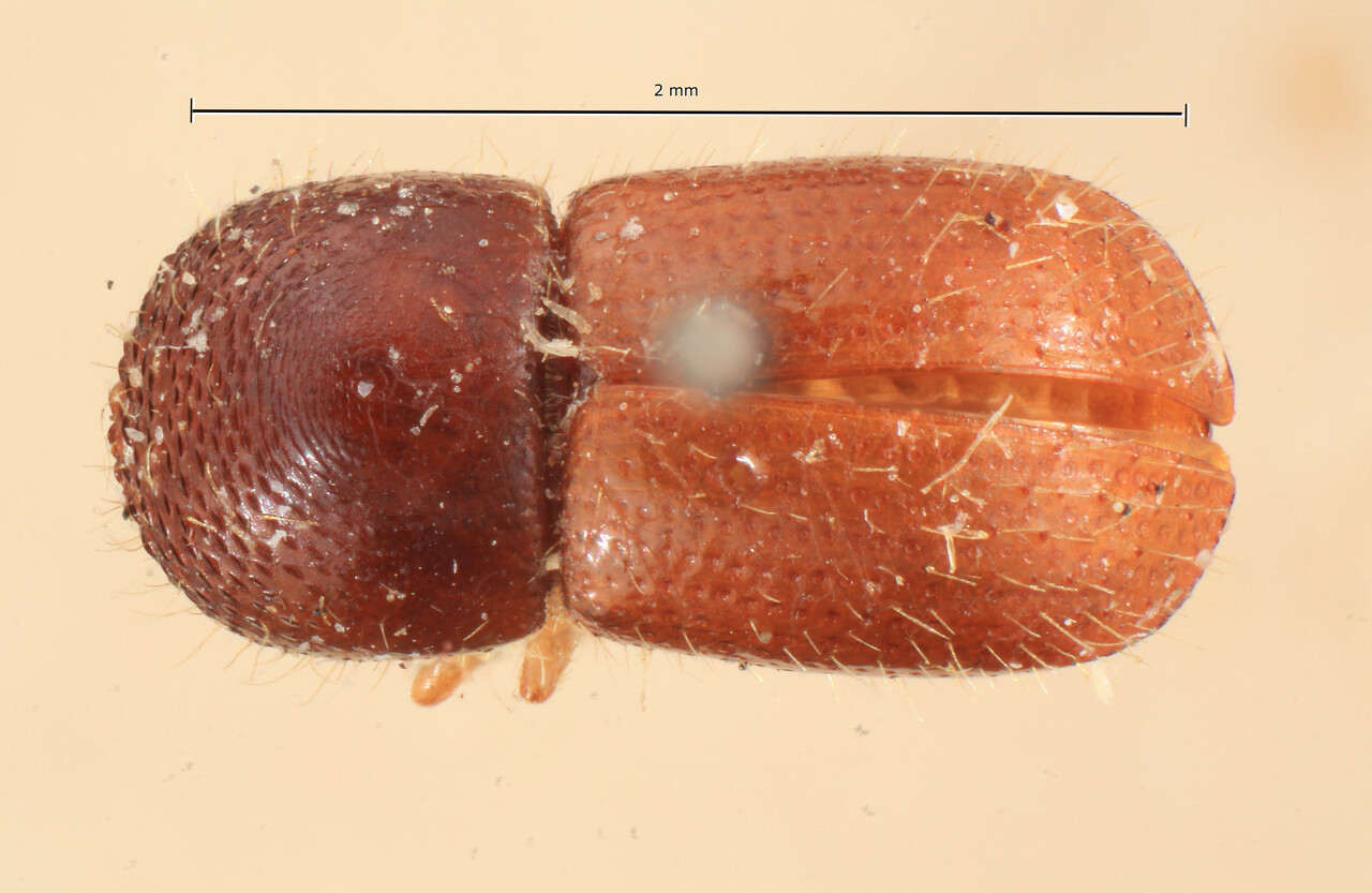 Genus / Species: Euwallacea fornicatus | Image Author: TH Atkinson | Location: Sri Lanka, Peradeniya | Image Type: lectotype | Collection: Entomology