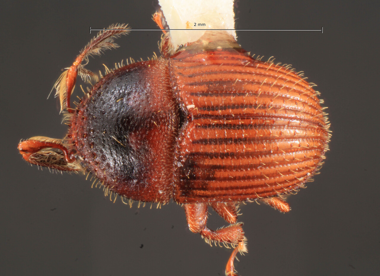 Genus / Species: Phloeotribus biguttatus | Image Author: TH Atkinson | Location: Colombia, Santander, Montoya, 27 km E | Collection: Entomology