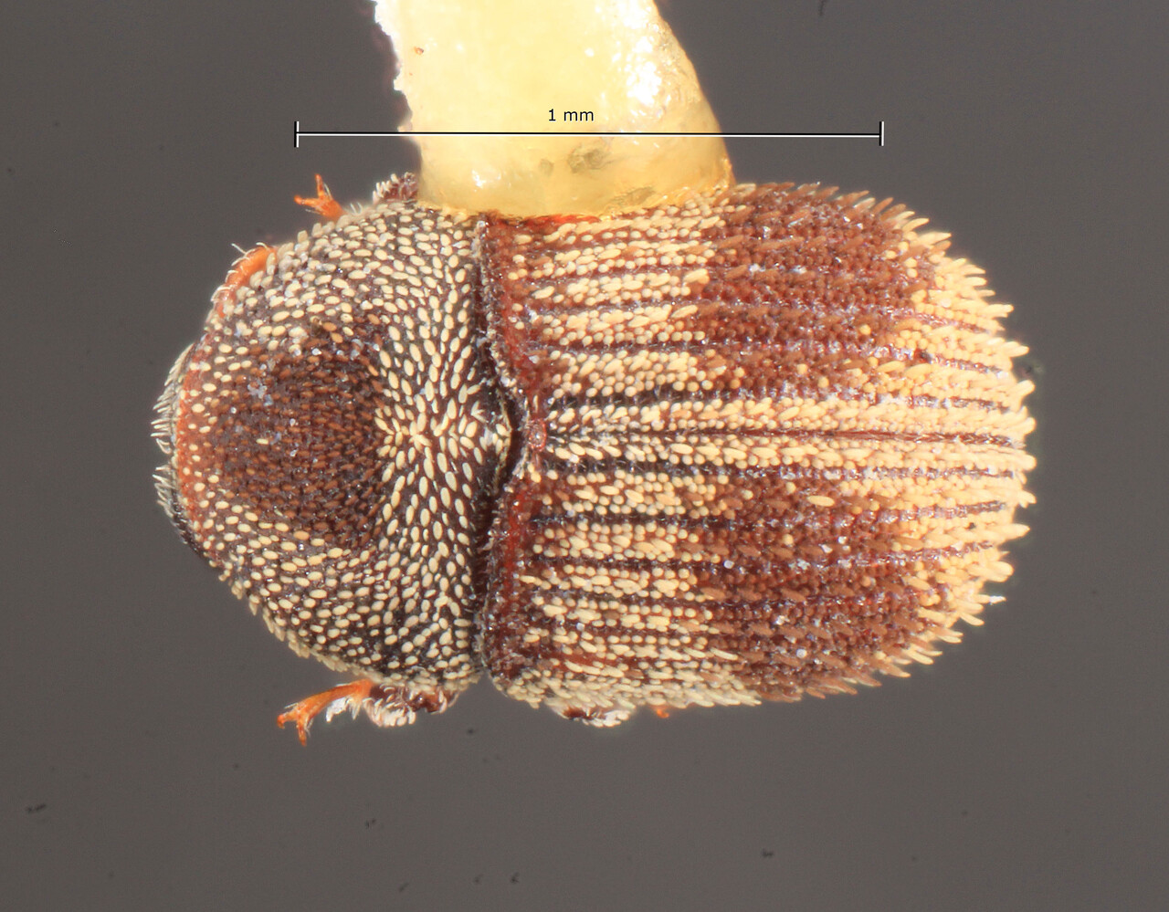 Genus / Species: <i>Chramesus bicolor</i> | Image Author: TH Atkinson | Location: Honduras, Cortés, La Lima | Image Type: paratype | Collection: Entomology