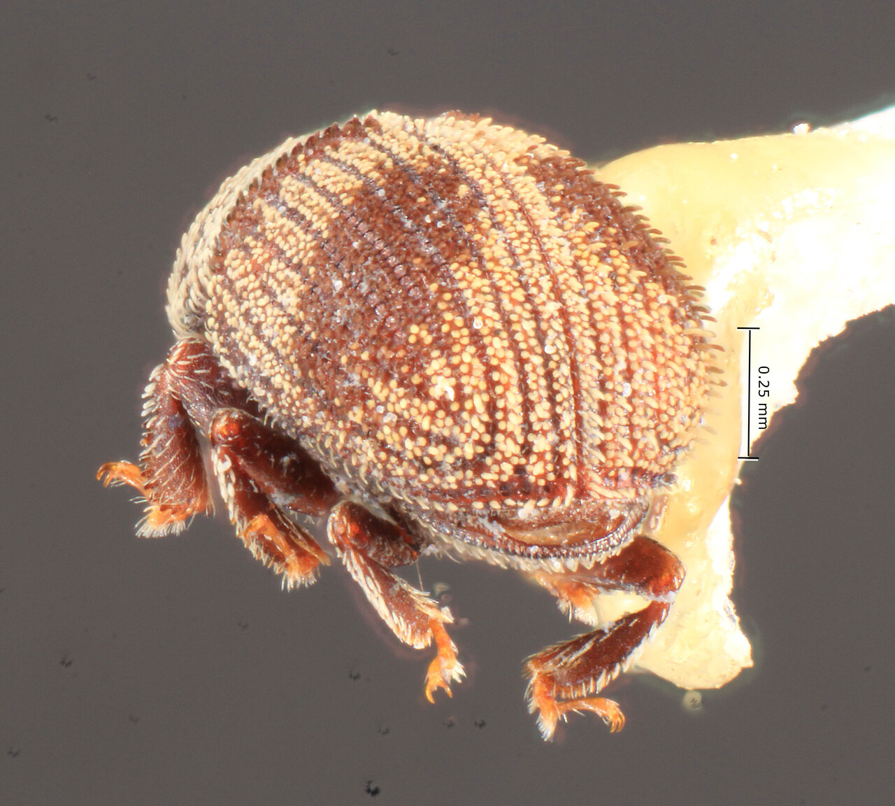 Genus / Species: <i>Chramesus bicolor</i> | Image Author: TH Atkinson | Location: Honduras, Cortés, La Lima | Image Type: paratype | Collection: Entomology