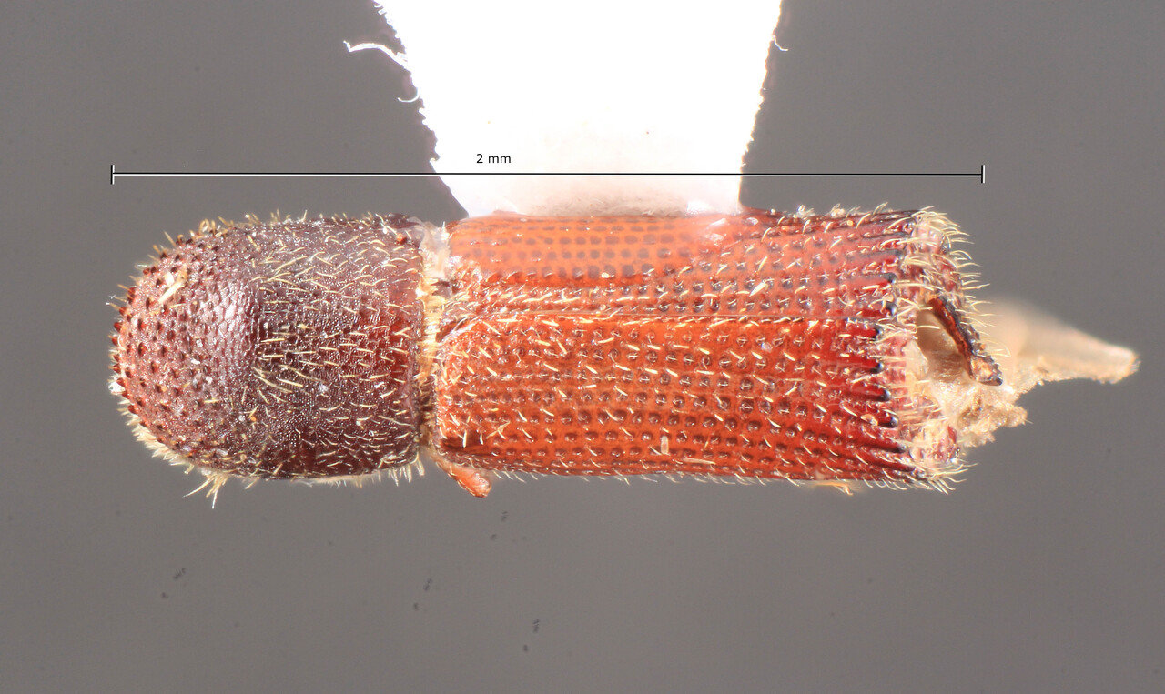Genus / Species: Hylocurus aequalis | Image Author: TH Atkinson | Location: Brazil, Rio Grande do Sul, Itaara | Image Type: paratype | Collection: Entomology