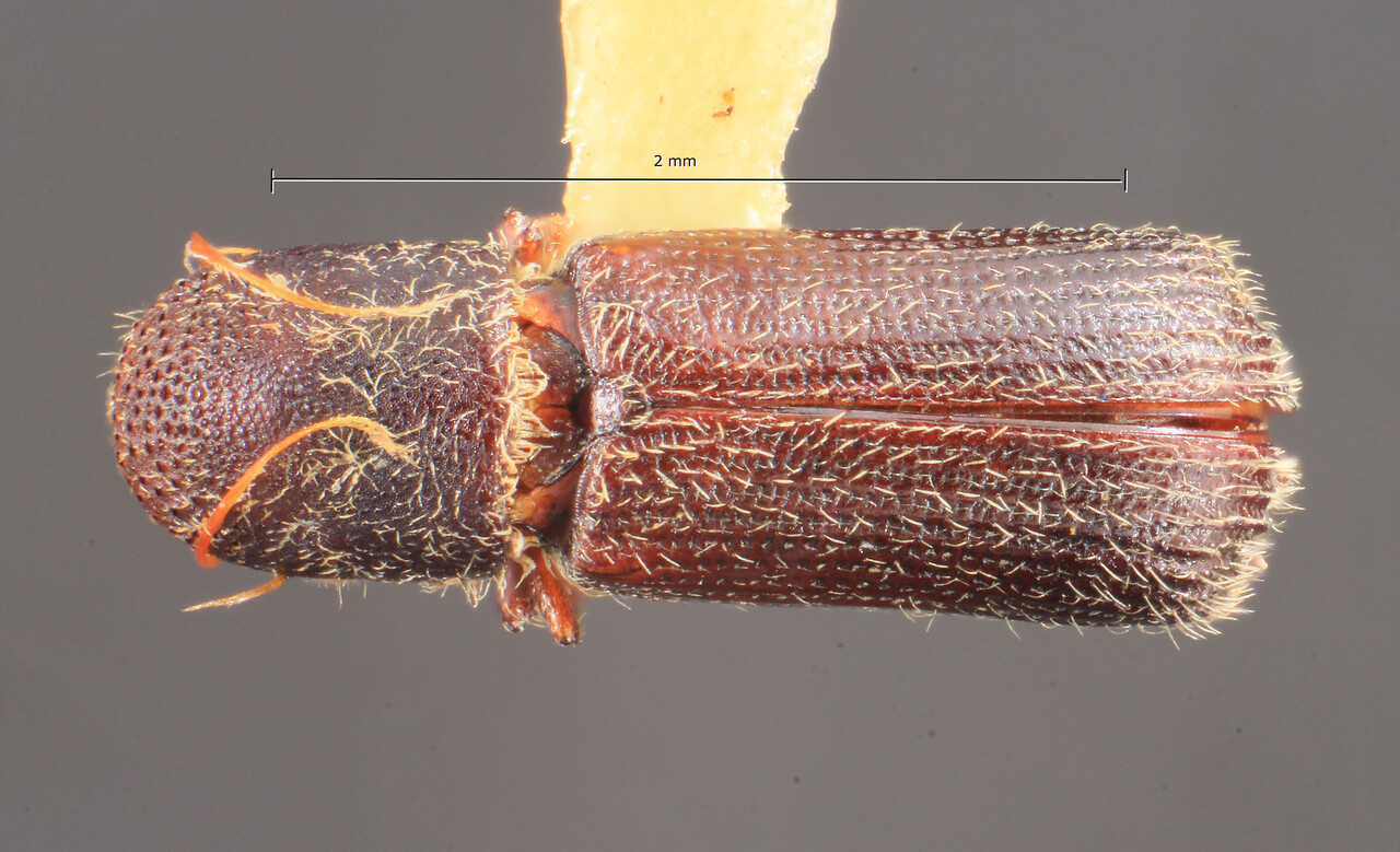 Genus / Species: Hylocurus dimorphus | Image Author: TH Atkinson | Location: Brazil, Santa Catarina, Nova Teutonia | Collection: Entomology