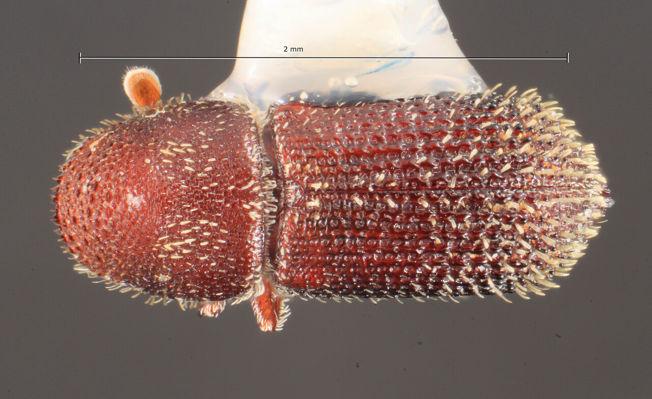 Genus / Species: Hylocurus flechtmanni | Image Author: TH Atkinson | Location: Brazil, São Paulo, Agudos Duraflora SA | Image Type: paratype | Collection: Entomology