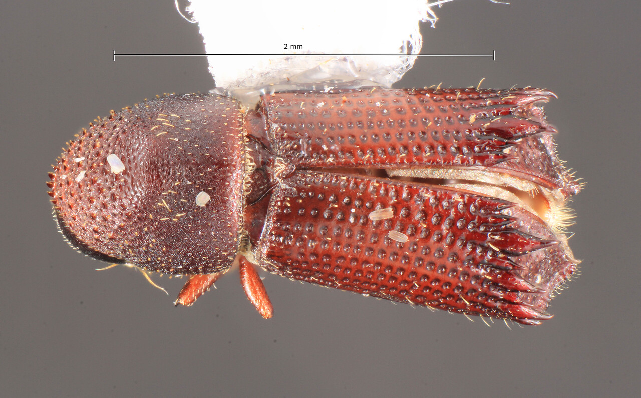 Genus / Species: Hylocurus inaequidens | Image Author: TH Atkinson | Location: Brazil, Paraná, Telêmaco Borba | Image Type: paratype | Collection: Entomology