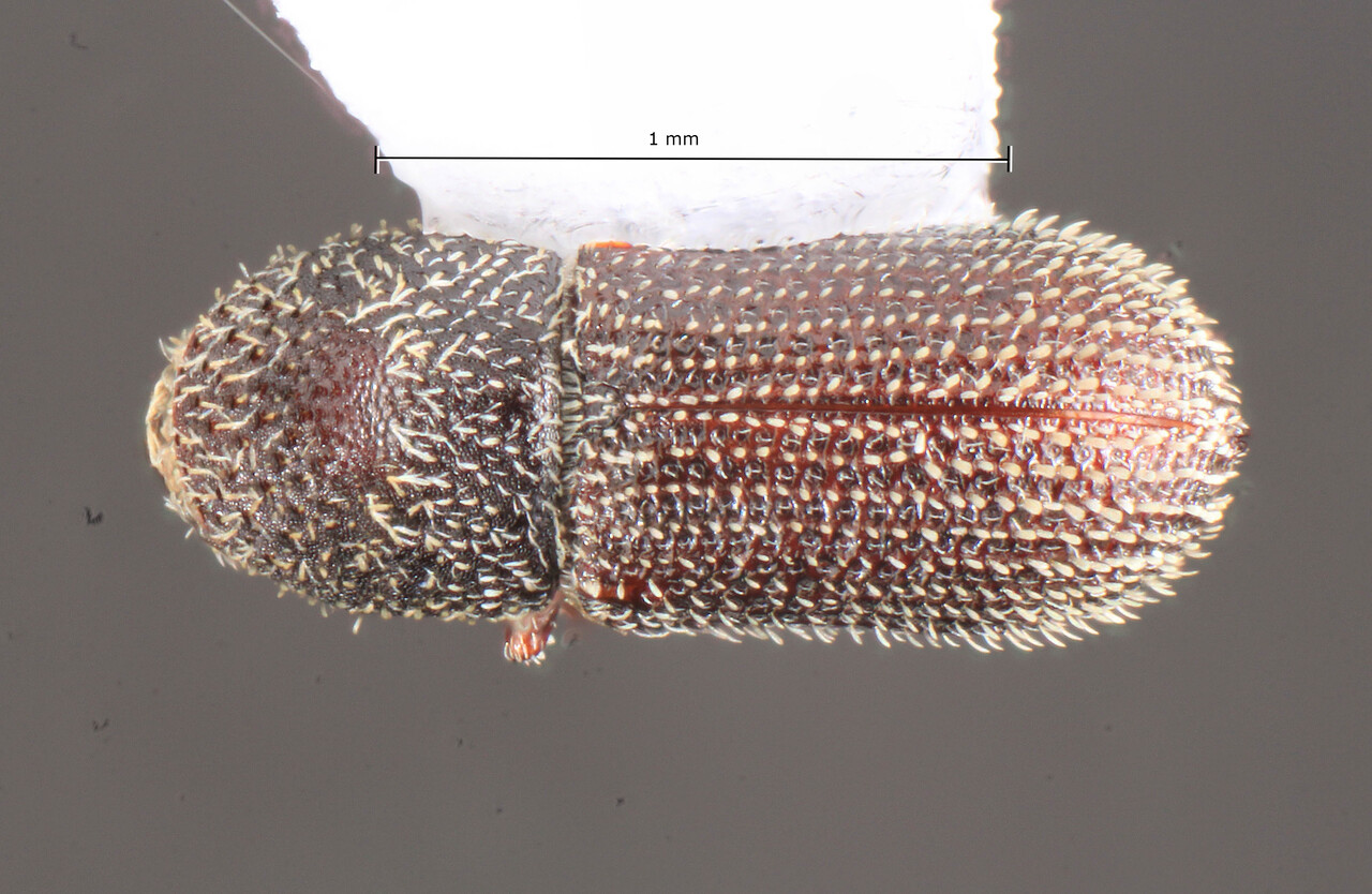 Genus / Species: Hylocurus obtusipennis | Image Author: TH Atkinson | Location: Brazil, São Paulo, São Paulo (estado) | Collection: Entomology