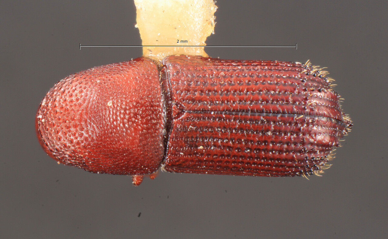 Genus / Species: Hylocurus simplex | Image Author: TH Atkinson | Location: Panamá, Chiriquí, Cerro Punta | Collection: Entomology