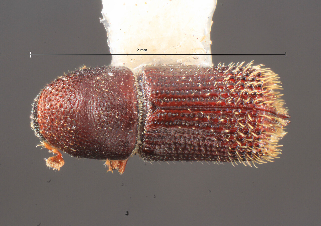 Genus / Species: Hylocurus trispinatus | Image Author: TH Atkinson | Location: Brazil, Santa Catarina, Nova Teutonia | Collection: Entomology