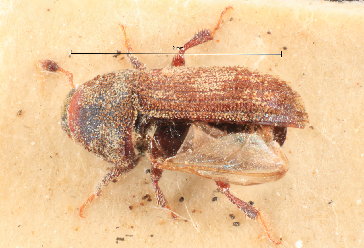 Genus / Species: Xylechinus chiliensis | Image Author: TH Atkinson | Location: Chile, Bernardo O'Higgins (VI), Rancagua, Baños de Cauquenes | Collection: Entomology