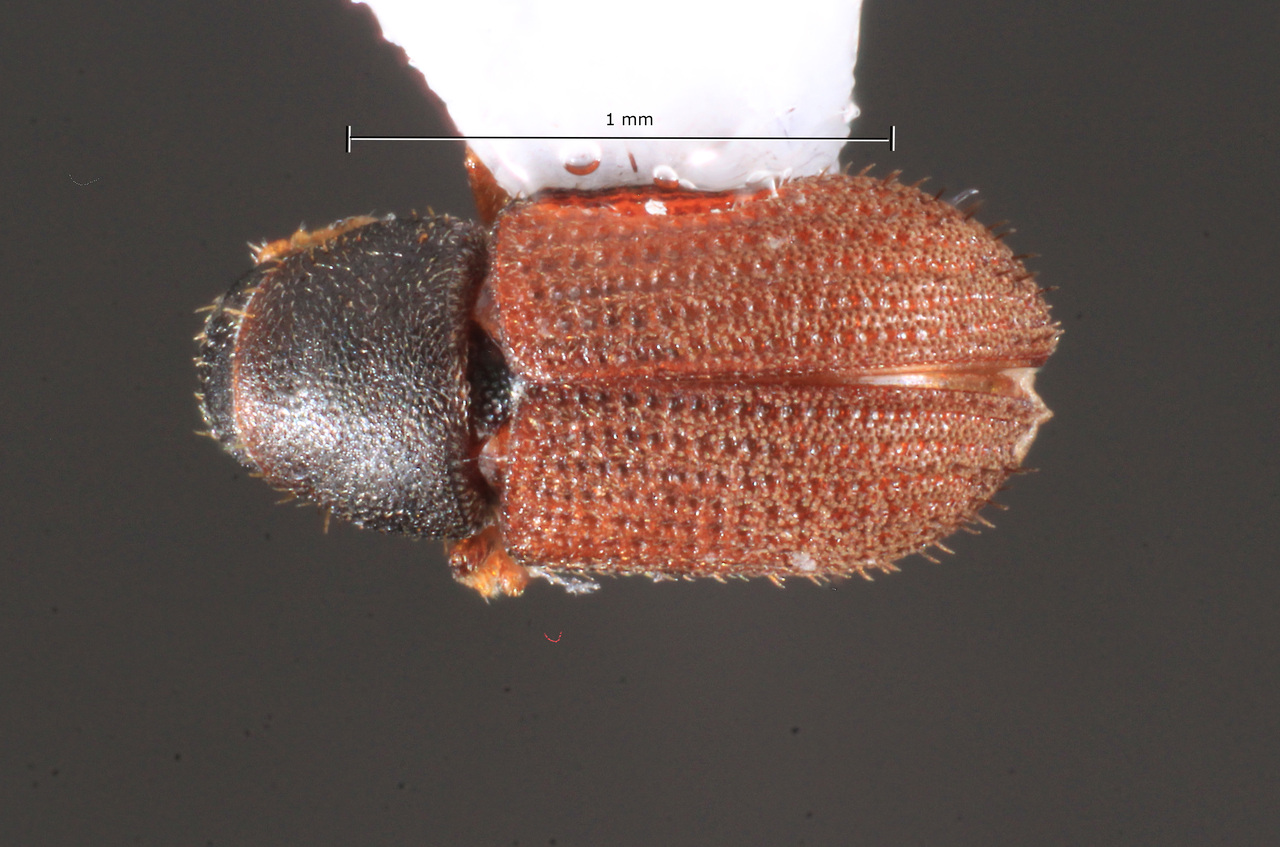 Genus / Species: Xylechinosomus lucianae | Image Author: TH Atkinson | Location: Brazil, Rio Grande do Sul, São Francisco de Paula | Image Type: paratype | Collection: Entomology