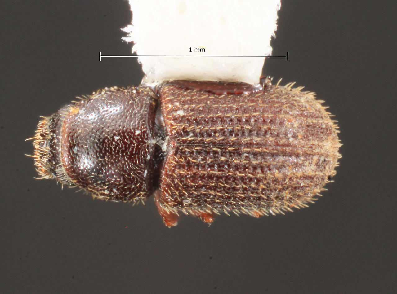 Genus / Species: Xylechinosomus minimus | Image Author: TH Atkinson | Location: Brazil, Paraná, Curitiba | Collection: Entomology