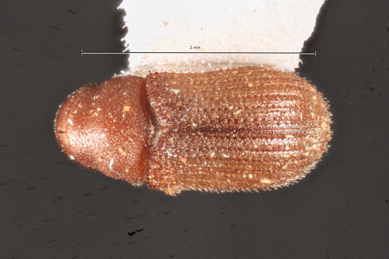 Genus / Species: Xylechinus porteri | Image Author: TH Atkinson | Location: Chile, Maule (VII), Potrero Grande, 15 km E | Collection: Entomology