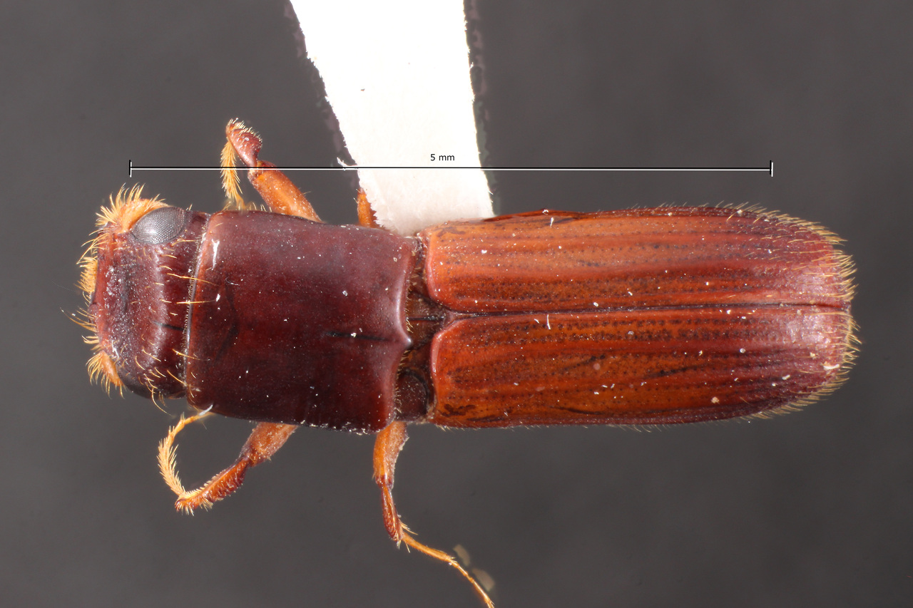 Genus / Species: Megaplatypus konicki | Image Author: TH Atkinson | Location: Venezuela, Barinas, El Canton, 40 km E | Collection: Entomology