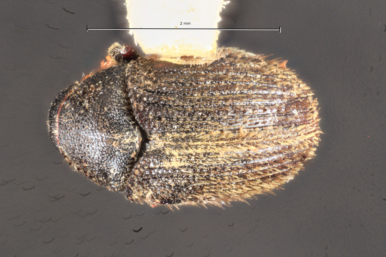 Genus / Species: Hylesinus toranio | Image Author: TH Atkinson | Location: United KIngdom, England, Owestry Salop | Collection: Entomology
