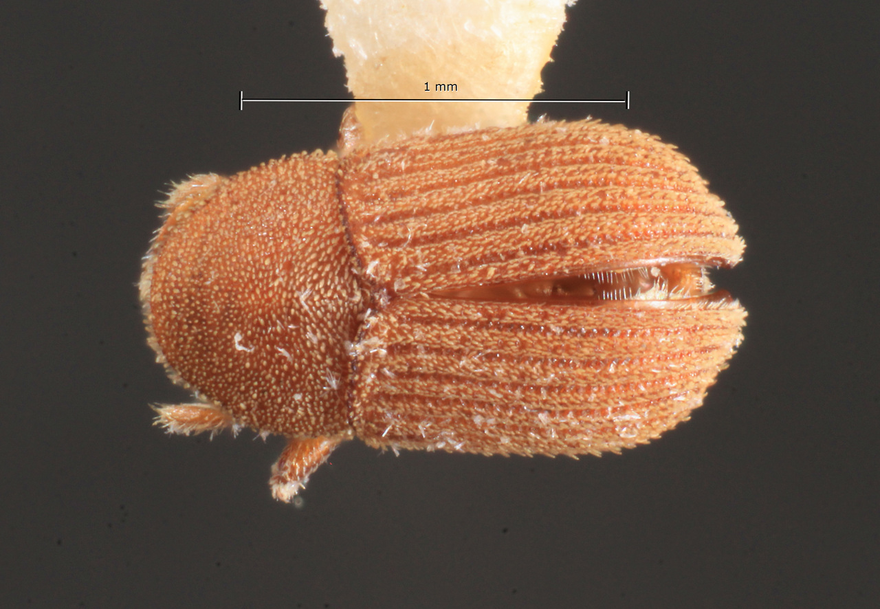 Genus / Species: Phloeotribus nanus | Image Author: TH Atkinson | Location: Brazil, Mato Grosso, Xavantina, 260 km N | Image Type: paratype | Collection: Entomology