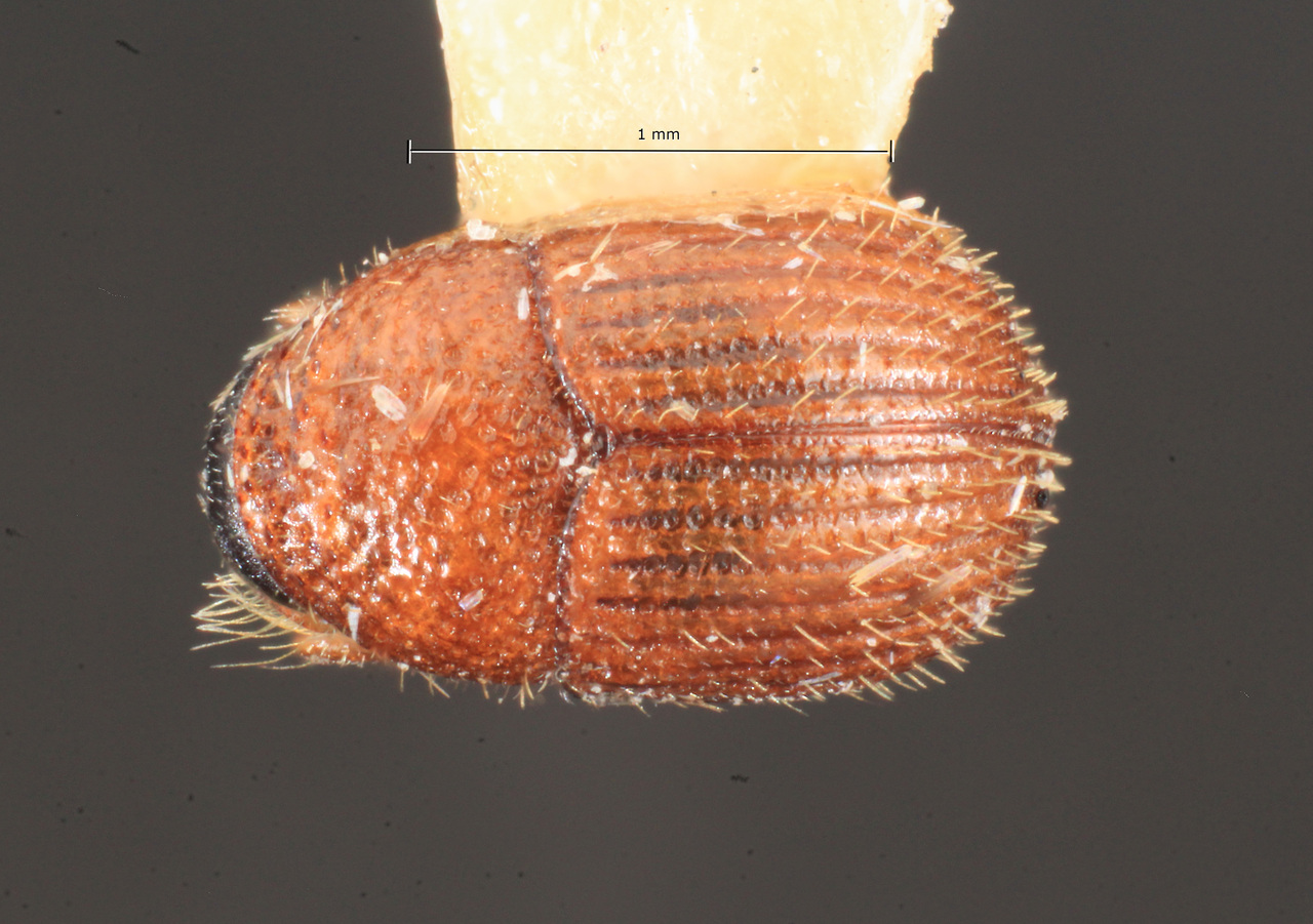 Genus / Species: Phloeotribus pacificus | Image Author: TH Atkinson | Location: Costa Rica, Puntarenas, Cocos Isl., Wafer Bay | Image Type: paratype | Collection: Entomology