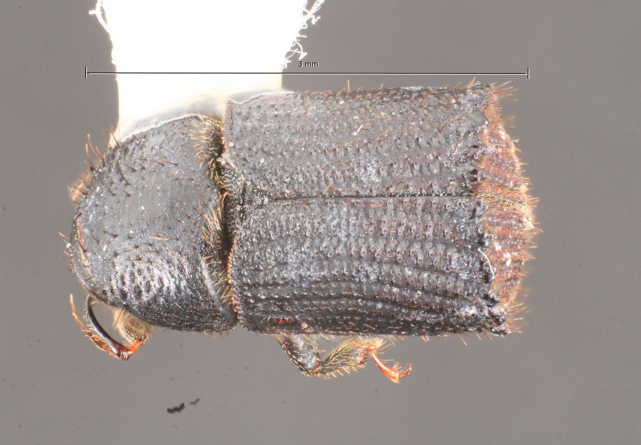 Genus / Species: Phloeotribus truncatus | Image Author: TH Atkinson | Location: Colombia, Quindio, Quindio Dpto. | Image Type: holotype | Collection: British Museum (Natural History)