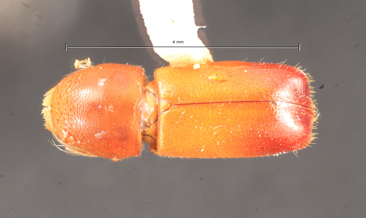 Genus / Species: Corthylus macrocerus | Image Author: TH Atkinson | Location: Ecuador, Quito | Collection: Entomology