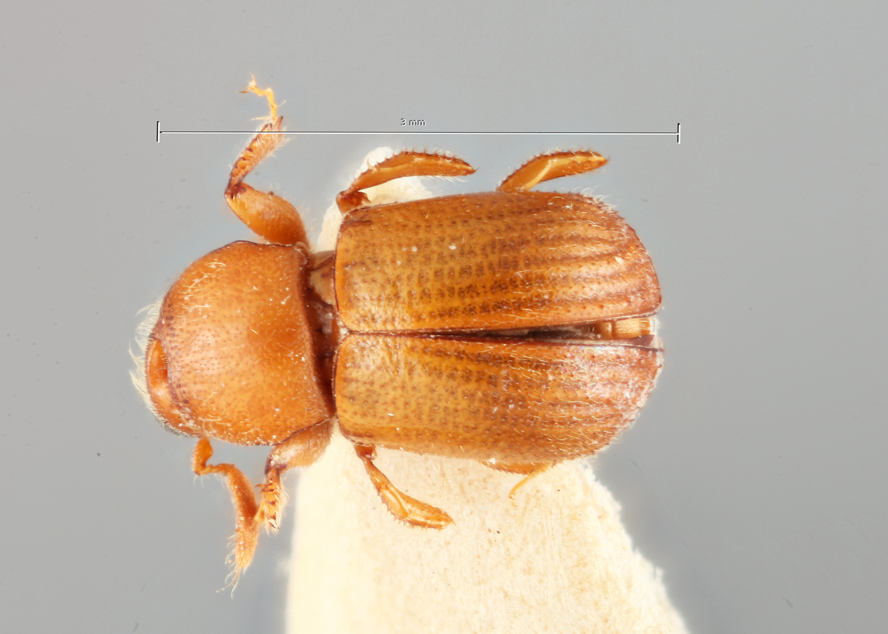 Genus / Species: Scolytoplatypus gardneri | Image Author: SM Smith | Location: India, West Bengal, Lepchajagat | Image Type: paratype | Collection: Entomology