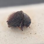 Genus / Species: Acacicis atomarius | Image Author: NN Levia | Location: Australia, Tasmania, Hobart (country / region) | Image Type: cotype Acacicis abundans | Collection: British Museum (Natural History)