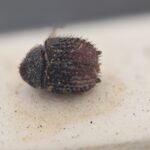 Genus / Species: Acacicis atomarius | Image Author: NN Levia | Location: Australia, Tasmania, Hobart (country / region) | Image Type: cotype Acacicis abundans | Collection: British Museum (Natural History)