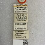 Genus / Species: Acacicis borneensis | Image Author: NN Levia | Location: Malaysia, Sarawak, Kuching | Image Type: holotype | Collection: Collection: British Museum (Natural History)