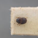 Genus / Species: Acacicis borneensis | Image Author: NN Levia | Location: Malaysia, Sarawak, Kuching | Image Type: holotype | Collection: Collection: British Museum (Natural History)