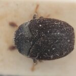 Genus / Species: Acacicis squamosus | Image Author: NN Levia | Location: Zambia, Mwengwa (country / region) | Image Type: holotype | Collection: British Museum (Natural History)