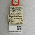 Genus / Species: Acacicis squamosus | Image Author: NN Levia | Location: Zambia, Mwengwa (country / region) | Image Type: holotype | Collection: British Museum (Natural History)