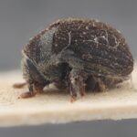 Genus / Species: Acacicis squamosus | Image Author: NN Levia | Location: Zambia, Mwengwa (country / region) | Image Type: holotype | Collection: British Museum (Natural History)