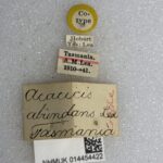 Genus / Species: Acacicis atomarius | Image Author: NN Levia | Location: Australia, Tasmania, Hobart (country / region) | Image Type: cotype Acacicis abundans | Collection: British Museum (Natural History)